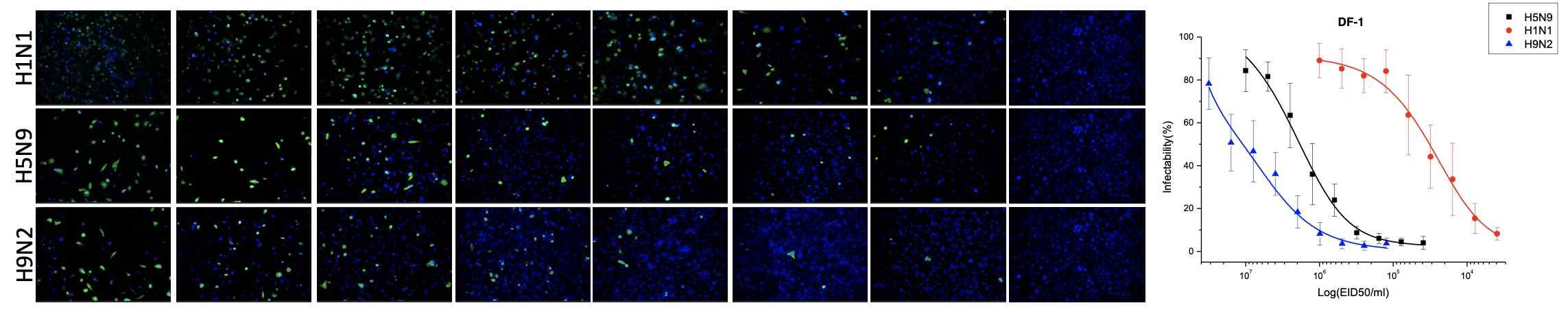 면역형광 이미지 분석을 통해 분석된 H1N1, H5N9, H9N2 바이러스에 대한 조류유래 DF-1 세포의 감염패턴