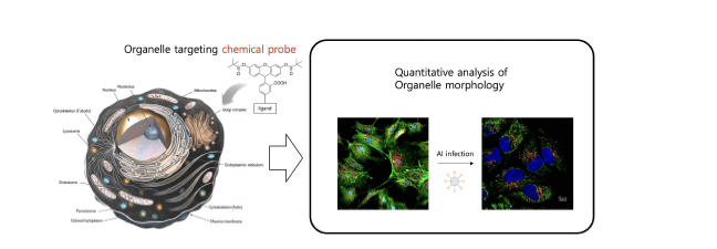 세포소기관 표적 화학프로브를 이용한 AI 감염에 의한 세포 소기관 변화 정량분석 도식