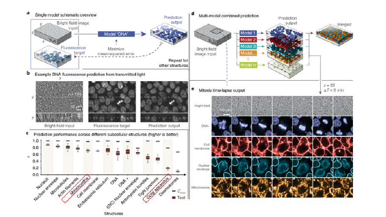 2018년 Johnson연구팀의 Convolutional Neural Network (CNN) 분석을 통한 세포소기관 예측모델 구축예시 및 소기관별 예측정확도 (Fig 1 in Nature Methods, 2018, 15, 917)