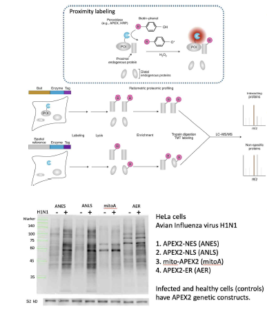 Proximity labeling 기술 개요 및 H1N1 감염전후의 nucleus, mitochondria, ER 소기관 특이적 proximity labeling 결과