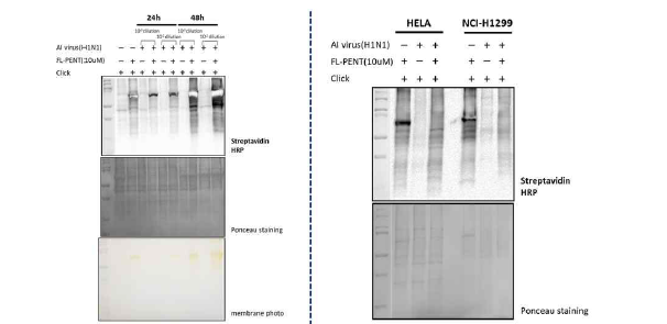 시간과 농도별에 따라 바이러스를 감염시킨 뒤 프로브를 처리하여 아세틸화된 단백질 확인 및 서로 다른 세포를(HELA와 NCI-H1299) 바이러스에 감염시킨 후 아세틸화된 단백질 변화.