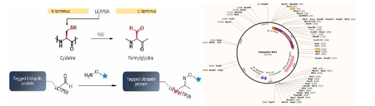 UbChain-tag 을 이용한 Ub 사슬모양 특이적 표지 전략 및 LCTPSR tag가 도입된 Ubiquitin-K63 발현백터