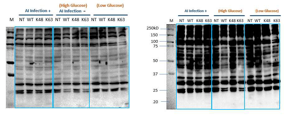 AI 바이러스 감염 및 glucose starvation에 따른 패턴 변화 관찰.