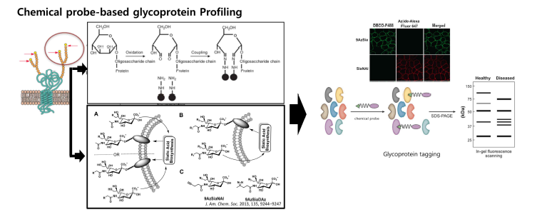 당단백질 특이 화학프로브의 개발 및 AI 감염모델에서의 당단백질 프로파일링