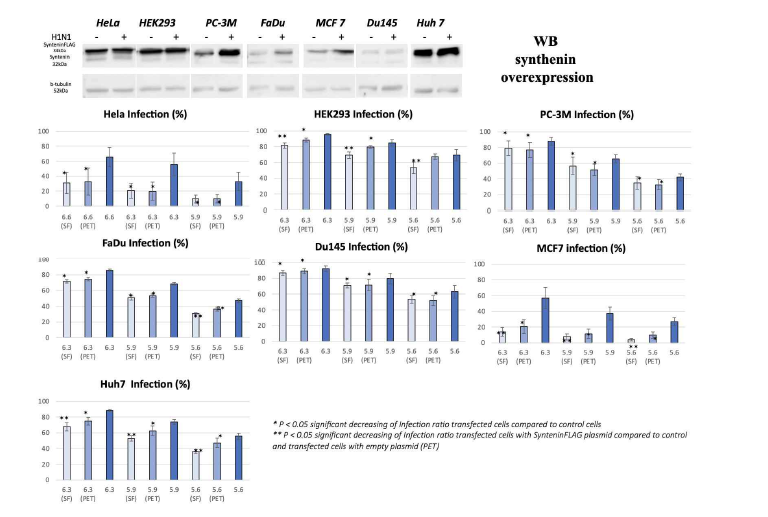 synthenin과발현시 H1N1 감염율 변화. 3가지 농도의 H1N1 바이러스 (EID50=5.9, 6.3, 6.6)를 숙주세포에 처리하고 감염율을 측정함. synthenin 발현 백터 (SF)와 공백터(PET)의 영향을 평가함.