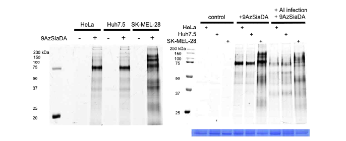 다기능성 글리칸 전구체의 작동원리 및 감염에 따른 Hela, Huh7.5, SK-MEL-28 세포의 당단백 질 패턴, 그리고 H1N1 바이러스 감염으로 인한 당단백질 패턴의 변화.