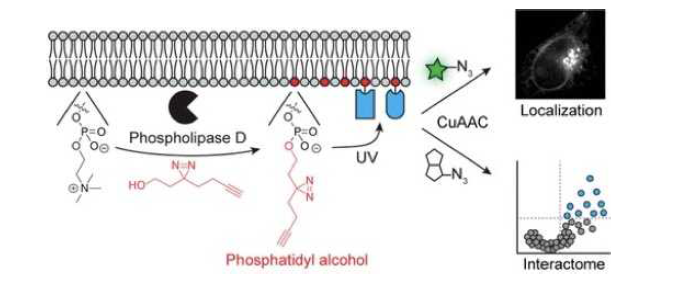 minimalist photo-crosslinker를 활용한 phosphatidyl choline 및 phosphatidyl alcohol 특이적 지질-단백질 상호작용 표적방법 도식