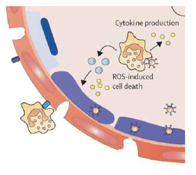 감염에대한 면역학적 세포방 어기작-활성산소 생성 도식