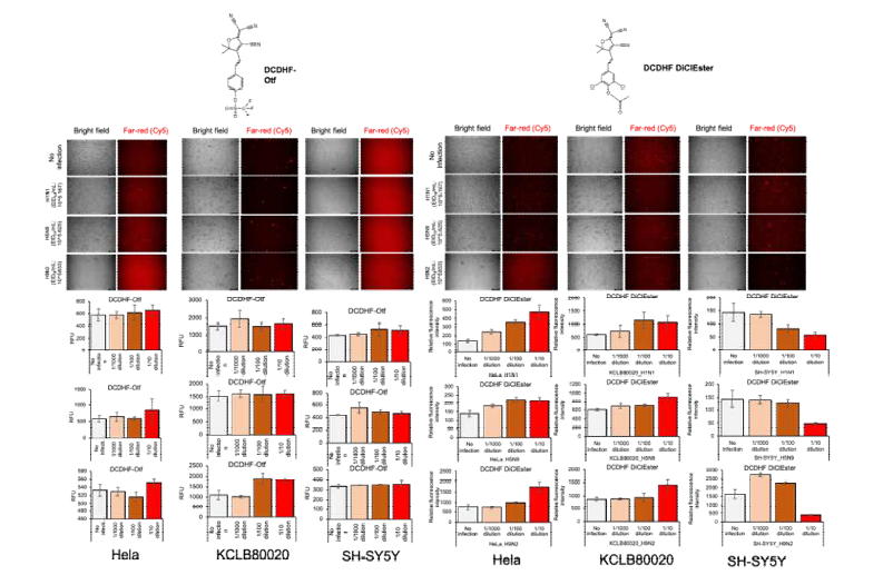 활성산소 반응성 형광프로브를 활용한 바이러스 감염세포 영상화 및 정량분석