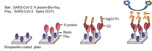 Prey & Bait assay system