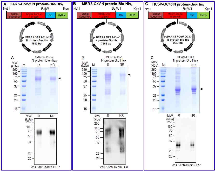 SARS-CoV-2, MERS-CoV 및 HCoV-OC43의 N 단백질의 발현 및 정제. (A) SARS-CoV-2 N 단백질 의 발현 및 정제. (B) MERS-CoV N 단백질의 발현 및 정제. (C) HCoV-OC43 N 단백질의 발현 및 정 제. 단백질 발현 및 정제 후 SDS-PAGE으로 확인한 결과. Avidin-HRP를 이용하여 Western blotting 을 통하여 확인한 실험.