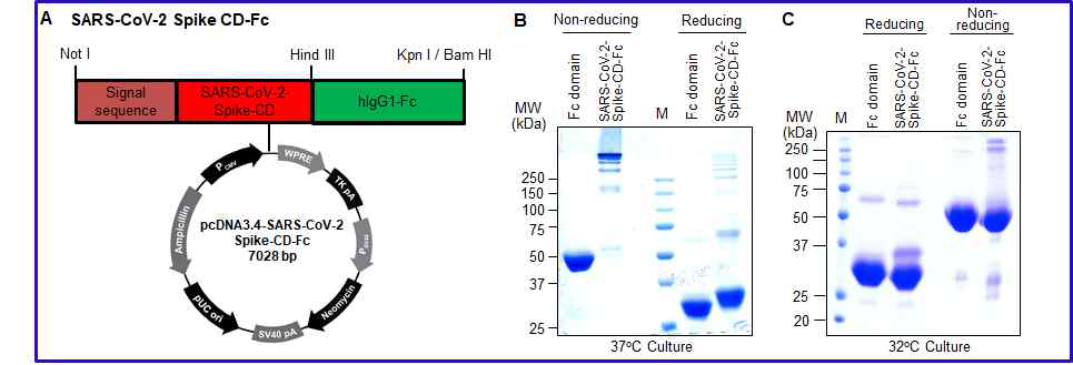 SARS-CoV-2 Spike CD-Fc 융합단백질의 발현 및 정제.