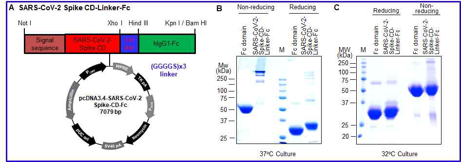 SARS-CoV-2 Spike CD-Linker-Fc 융합단백질의 발현 및 정제.