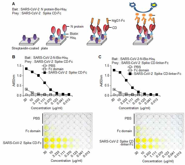 SARS-CoV-2 Spike CD와 N 단백질과의 결합력 확인. (A) Prey & Bait assay system 모식도. (B) SARS-CoV-2 Spike CD-Fc 재조합 단백질과 SARS-CoV-2 N 단백질-biotin-His tag 재조합 단백질의 결합 확인한 ELISA 결과. (C) SARS-CoV-2 Spike CD-Linker-Fc 재조합 단백질과 SARS-CoV-2 N 단백질-biotin-His tag 재조합 단백질의 결합 확인한 ELISA 결과. 선행연구에 추가실험 수행.