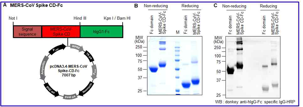HCoV-OC43 Spike CD-Fc 융합단백질의 발현 및 정제.