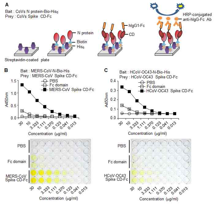 바이러스들의 Spike CD와 N 단백질과의 결합 확인. (A) Prey & Bait assay system 모식도. (B) MERS-CoV Spike CD-Fc 융합단백질과 MERS-CoV N 단백질-biotin-His tag 재 조합 단백질의 결합 확인한 ELISA 결과. (C) HCoV-OC43 Spike CD-Fc 융합단백질과 HCoV-OC43 N 단백질-biotin-His tag 재조합 단백질의 결합 확인한 ELISA 결과.