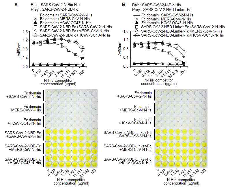 바이러스들의 스파이크 단백질 NBD와 N 단백질과의 결합 특이성 확인. (A) SARS-CoV-2 Spike CD-Fc 융합단백질과 SARS-CoV-2 N 단백질-biotin-His tag 재조합 단백질의 결합을 biotinylation 되지 않은 SARS-CoV-2 N 단백질이 억제함을 확인한 ELISA 결과. (B) SARS-CoV-2 Spike CD-Linker-Fc 융합단백질과 SARS-CoV-2 N 단백질-biotin-His tag 재조합 단백질의 결합의 특이성을 확인한 ELISA 결과.