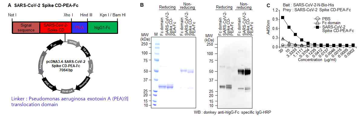 SARS-CoV-2 Spike CD-PEA linker-Fc 융합단백질의 발현 및 정제 (A, B). (C) SARS-CoV-2 Spike CD-PEA linker-Fc 융합단백질과 N 단백질과의 결합을 확인한 ELISA 결과.