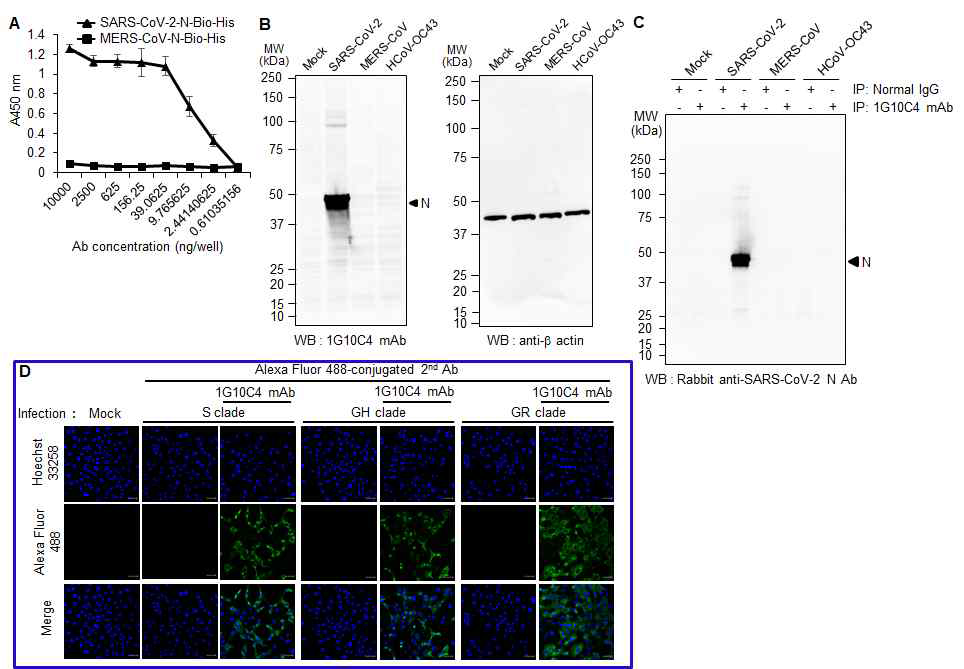 SARS-CoV-2 N 단백질에 특 이적인 단일클론항체(1G10C4 mAb)의 특 이성 확인. (A) ELISA, (B) Western blotting, (C)Immunoprecipitation (D) Confocal microscopy를 이용한 immunofluorescence assay.