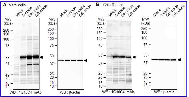 SARS-CoV-2 S clade, GH clade(alpha variant), GR clade(beta variant)를 Vero cell 및 Calu-3 cell에 감염시킨 후, SARS-CoV-2 N 단백질에 특이적인 단일클론항체(1G10C4 mAb)가 cell lysates에서 SARS-CoV-2 N protein을 인식함을 확인한 Western blotting 결과.