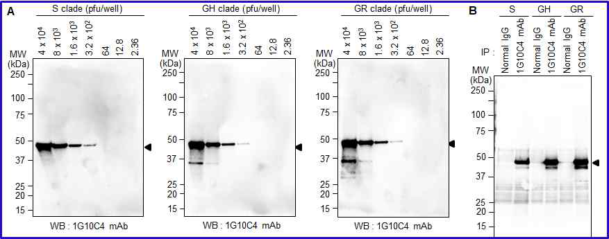 SARS-CoV-2 S clade, GH clade(alpha variant), GR clade(beta variant) 바이러스들을 1G10C4 mAb가 인 식함을 pfu별로 Western blotting으로 확인 하였고 (A), immunoprecipitation(B)을 통 하여 확인한 결과.