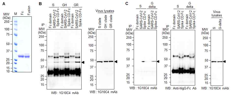 각각의 SARS-CoV-2 변이바이러스들을 lysis 시킨 후에, SARS-CoV-2 Spike CD-Fc 재조합 단백질 과의 상호작용을 확인한 pull-down assay.