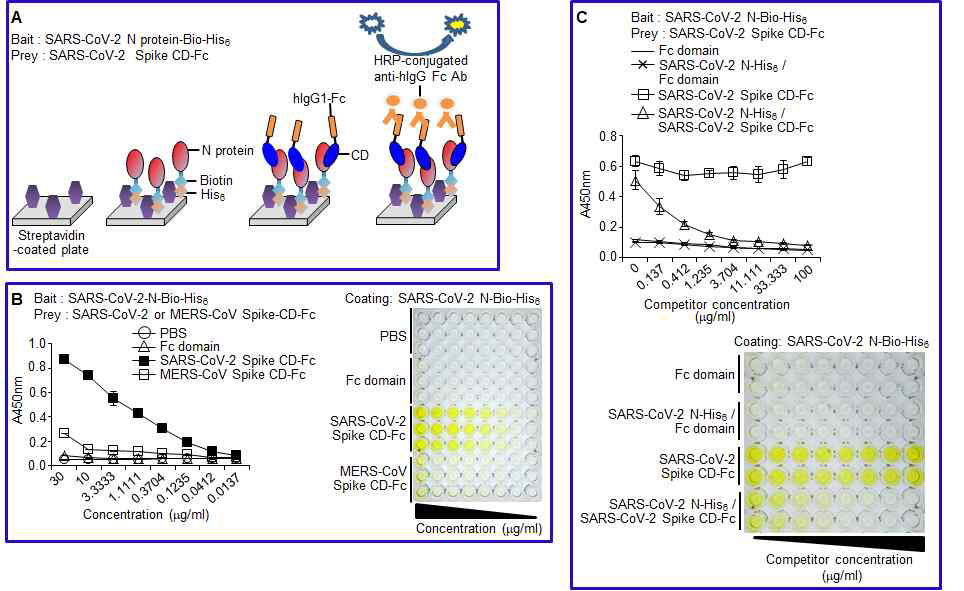 SARS-CoV-2 Spike CD와 SARS-CoV-2 N 단백질과의 결합 특이성 확인. (A) Prey & Bait assay system 모식도. (B) SARS-CoV-2 Spike CD-Fc 재조합 단백질과 SARS-CoV-2 N 단백질-biotin-His tag 및 MERS-CoV N 단백질-biotin-His tag 재조합 단백질의 결합 확인한 ELISA 결과. (C) SARS-CoV-2 Spike CD-Fc 재조합 단백질과 SARS-CoV-2 N 단백질-biotin-His tag 재조합 단백질의 결합 특이성을 확인하기 위한 ELISA 결과.