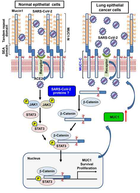 폐암 세포주에서 SARS-CoV-2의 감염에 미치는 MUC1-C의 영향을 나타내는 도식도.