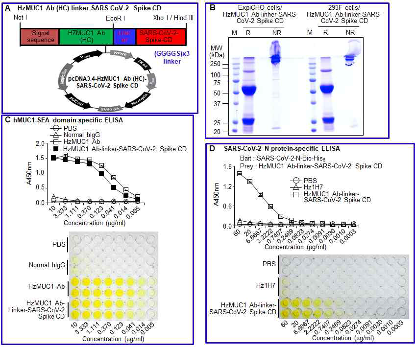 HzMUC1 Ab(HC)-Linker-SARS -CoV-2 Spike CD 융합한 재조합 단백질 생 산 및 결합 특이성을 분석한 실험.