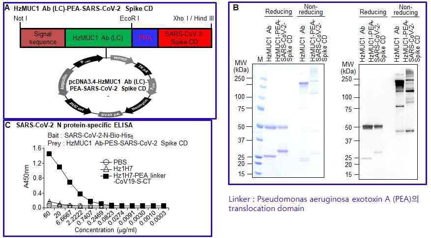 HzMUC1 Ab(LC)-PEA Linker -SARS-CoV-2 Spike CD 융합한 재조합 단 백질 생산 및 결합 특이성을 분석한 실험.