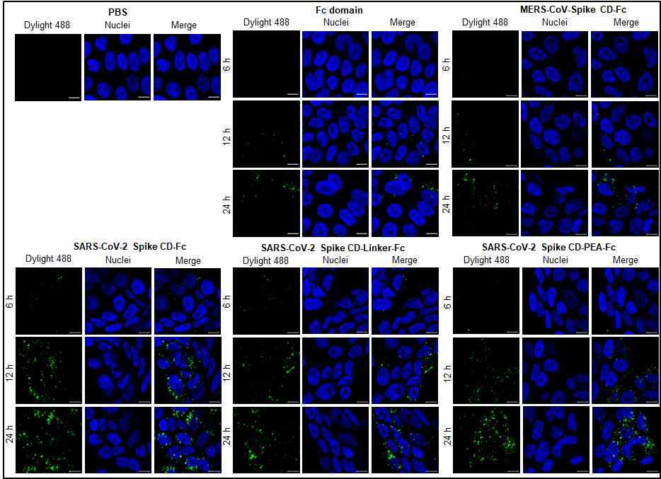 Calu-3 세포주에 형광물질(Dylight 488)이 탐 침된 융합단백질들을 투여하 고 시간별로 세포질로 internalization 됨을 confocal image 분석을 통하 여 확인한 실험.