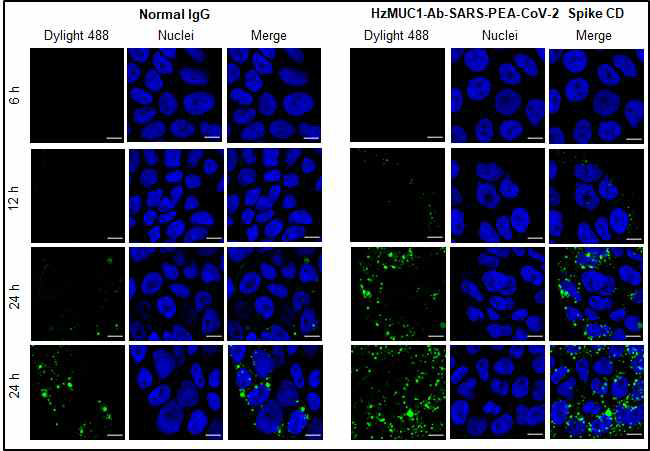 Calu-3 세포주에 형광물질(Dylight 488)이 탐 침된 HzMUC1 Ab-SARS-CoV-2 Spike CD 융합단백질을 투여하고 시간별로 세포질로 internalization 됨을 confocal image 분석 을 통하여 확인한 실험.