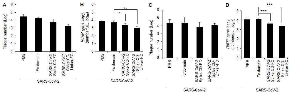 Calu-3 세포주에서 SARS-CoV-2 Spike CD-Fc 융합단백질 및 SARS-CoV-2 Spike CD-Linker-Fc 융합단백질의 SARS-CoV-2 감염 억제효과. (A, B) Calu-3 세포주에 SARS-CoV-2 감염시킨 후에 SARS-CoV-2 Spike CD-Fc 융합단백질 및 SARS-CoV-2 Spike CD-Linker-Fc 융합단백질을 처리하고 24 시간 후에 바이러스의 생산량을 plaque assay (A)와 qRT-PCR (B)로 확인한 결과. (C, D) SARS-CoV-2 Spike CD-Fc 융합단백질 및 SARS-CoV-2 Spike CD-Linker-Fc융합단백질을 Calu-3 세포에 투여하고 12시 간 후에 SARS-CoV-2 감염시킨 후에 48 시간 후에 바이러스의 생산량을 plaque assay (C)와 qRT-PCR (D)로 확인한 결과.
