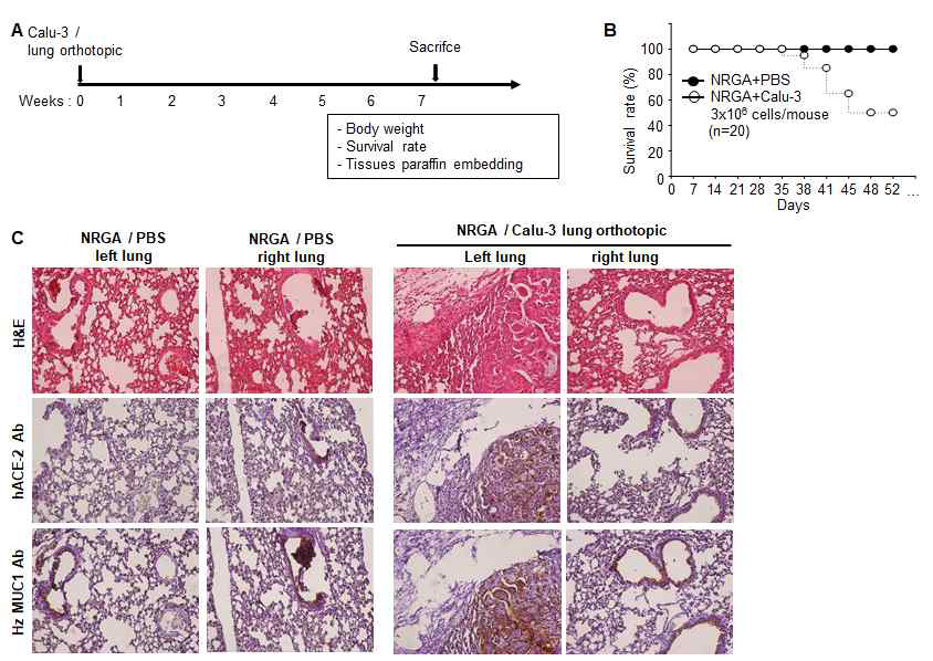 마우스에 Calu-3 세포주를 i.b. 접종하였을 때 마우스의 생존률 관찰 및 ACE2, MUC1 관찰한 그림.