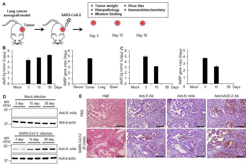 폐암의 xenograft mouse model 및 SARS-CoV-2(S clade) 감염. (A) 동물실험 스케쥴. (B 왼쪽) SARS-CoV-2 (S clade)를 Calu-3 세포를 주입하여 생성된 암조직에 투여한 후 3일, 15일, 30일 후에 암조직에 서 SARS-CoV-2의 양을 plaque assay를 통하여 확인한 실험. (그림 B 오른쪽) SARS-CoV-2 (S clade)를 암 조직에 투여하고 30일 후에 암조직, 혈청, 폐, 뇌 조직에서 SARS-CoV-2의 양을 qRT-PCR을 통하여 확인한 실 험. (C) SARS-CoV-2 (S clade)를 A549 세포를 주입하여 생성된 암조직에 투여한 후 3일, 15일, 30일 후에 암 조직에서 SARS-CoV-2의 양을 plaque assay(왼쪽) 및 qRT-PCR(오른쪽)을 통하여 확인한 실험. (D) SARS-CoV-2 (S clade)를 Calu-3 세포를 주입하여 생성된 암조직에 투여한 후 3일, 15일, 30일 후에 암조직에 서 SARS-CoV-2 N 단백질의 생성을 Western blotting을 통하여 확인한 실험. (E) H&E 염색 및 조직면역화학염 색. SARS-CoV-2 (S clade)를 암조직에 투여하고 30일 후에 암조직의 H&E 염색 및 ACE2 및 SARS-CoV-2 N 단백질, S 단백질의 발현을 확인한 실험.