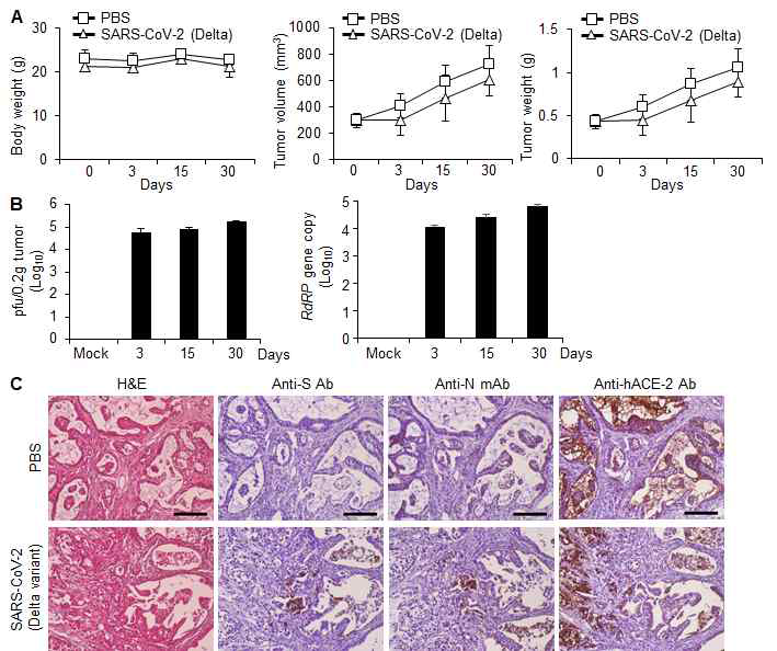 폐암의 xenograft mouse model(Calu-3 세포) 및 SARS-CoV-2(G clade, delta variant) 감염. (A) Calu-3 세포를 주입하여 생성된 암조직에 SARS-CoV-2(G clade, delta variant)를 투여한 후 3일, 15일, 30일 후의 마우스 몸무게, 암 조직 부피, 암 조직 무게. (B) SARS-CoV-2 (G clade, delta variant)를 Calu-3 세포를 주입하여 생성된 암조직에 투여한 후 3일, 15일, 30일 후에 암조직에서 SARS-CoV-2의 양을 plaque assay(왼 쪽) 및 qRT-PCR(오른쪽)을 통하여 확인한 실험. (C)H&E 염색 및 조직면역화학염색. SARS-CoV-2를 암조직에 투여하고 30일 후에 암조직의 H&E 염색 및 ACE2 및 SARS-CoV-2 N 단백질, S 단백질의 발현을 확인한 실험.