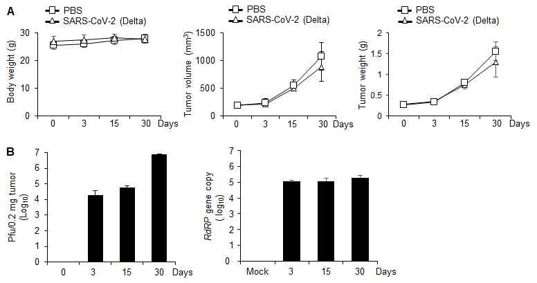 폐암의 xenograft mouse model(CaCo-2 세포) 및 SARS-CoV-2(G clade, delta variant) 감염. (A) CaCo-2 세포를 주입하여 생성된 암조직에 SARS-CoV-2(G clade, delta variant)를 투여한 후 3일, 15일, 30일 후의 마우스 몸무게, 암 조직 부피, 암 조직 무게. (B) SARS-CoV-2 (G clade, delta variant)를 CaCo-2 세포 를 주입하여 생성된 암조직에 투여한 후 3일, 15일, 30일 후에 암조직에서 SARS-CoV-2의 양을 plaque assay (왼쪽) 및 qRT-PCR(오른쪽)을 통하여 확인한 실험.