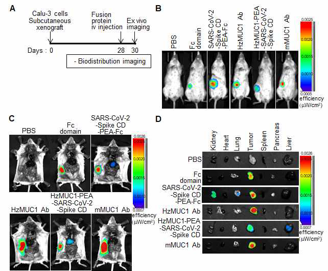 Calu-3 세포주에 형광물질(Dylight 488)이 탐침된 HzMUC1 Ab-SARS-CoV-2 Spike CD 및 SARS-CoV-2 Spike CD-PEA Linker-Fc 융합단백질을 투여하고 시간별로 세포질로 internalization 됨을 IVIS image 분석을 통하여 확인한 실험.