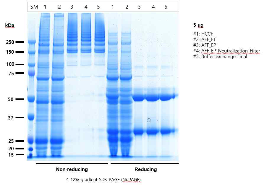 Hz1H7 CoV19 Linker S-CT 정제 공정 단계별 SDS-PAGE 분석(Coomassie Staining) 결과. 비환원은 non-reducing, 환원은 reducing으로 표기함