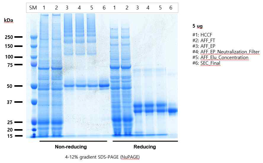 CoV19-S-CT-Fc 정제 공정 단계별 SDS-PAGE 분석 (Coomassie Staining) 결과. 비환원은 non-reducing, 환원은 reducing으로 표기함