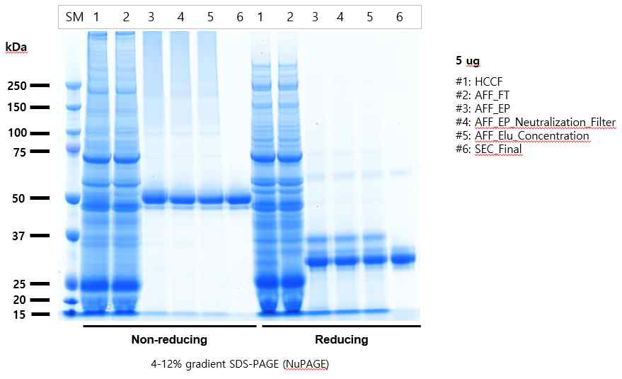 CoV19-S-CT-PL-Fc 정제 공정 단계별 SDS-PAGE 분 석(Coomassie Staining) 결과. 비환원은 non-reducing, 환원은 reducing으로 표기함