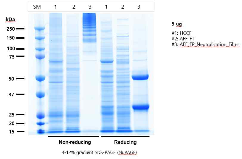 Hz1H7-PL-CoV19-S-CT 정제 공정 단계별 SDS-PAGE 분석 (Coomassie Staining) 결과. 비환원은 non-reducing, 환원은 reducing 으로 표기