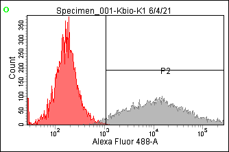 대조군(KBIO-K1 + GFP Vector)의 FACS 결과