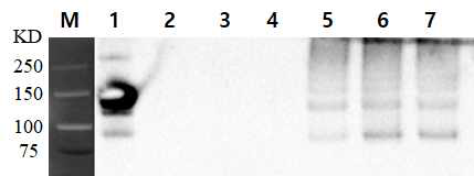 시험군 및 대조군의 Western Blot 결과