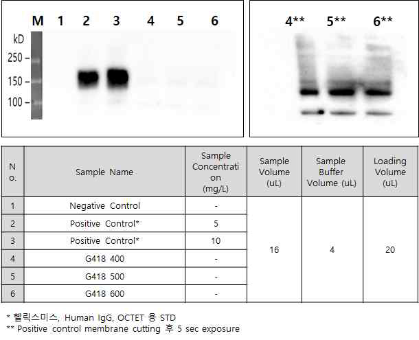 Bulk version initial pool Passage No. 4 / culture 7 days 배양액 의 IgG 발현 비교 결과 (Western Blot)