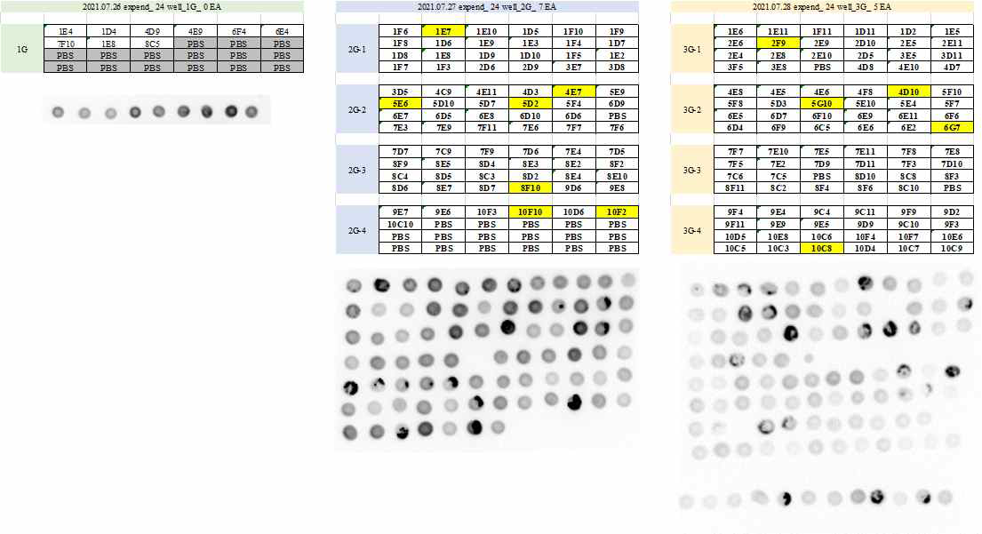 Minipool version initial pool 24well plate 배양액의 IgG 발현 비교 결과 (KBIO-K1 + Vector 1종 1, 2, 3 group)