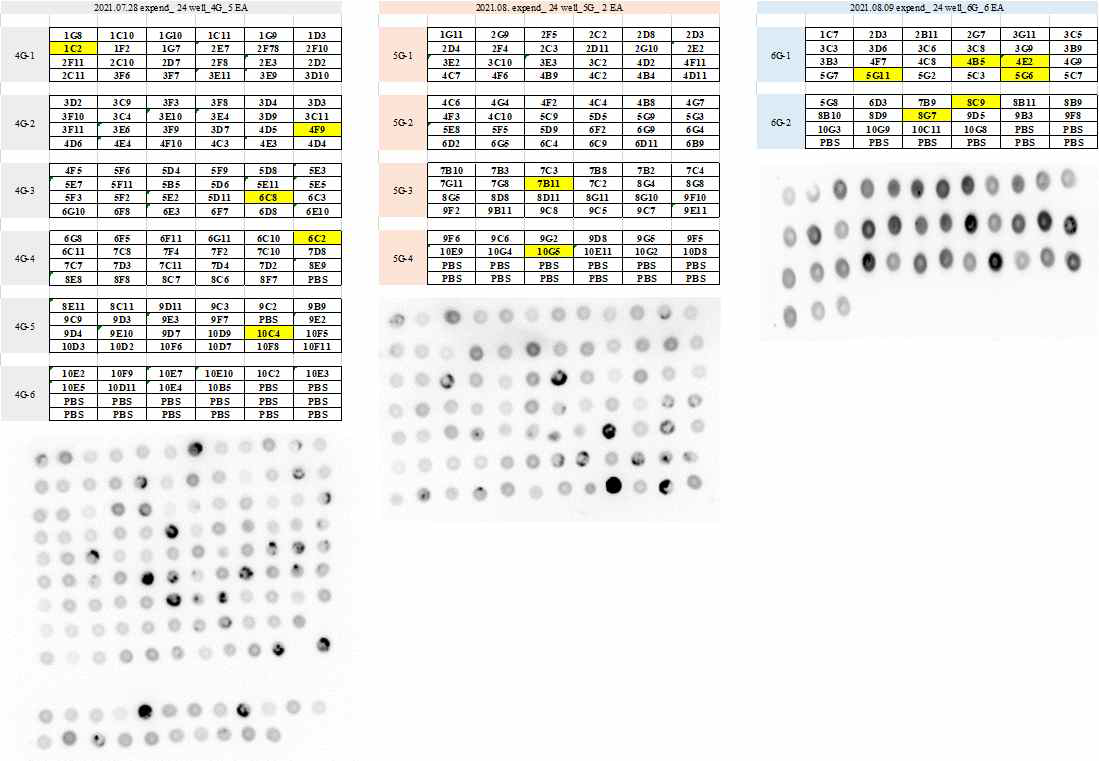 Minipool version initial pool 24well plate 배양액의 IgG 발현 비교 결과 (KBIO-K1 + Vector 1종 4, 5, 6 group)