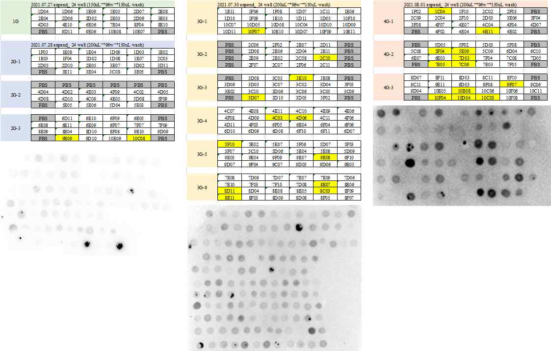 Minipool version initial pool 24well plate 배양액의 IgG 발현 비교 결과 (KBIO-K1 + Vector 2종 1, 2, 3, 4 group)