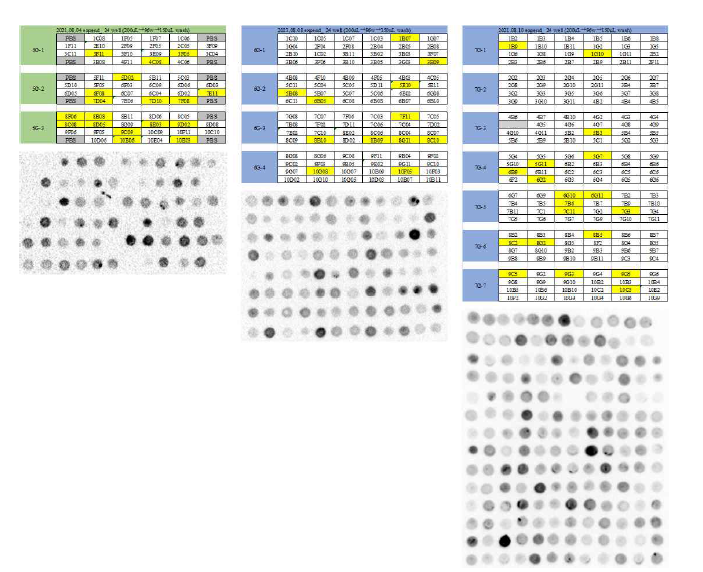 Minipool version initial pool 24well plate 배양액의 IgG 발현 비교 결과 (KBIO-K1 + Vector 2종 5, 6, 7 group) · 125 mL flask scale up한 총 10개의 clone의 6~8 days 배양액을 growth와 titer를 비교하여, KBIO-K1 + Vector 1종의 1C2와 6C2 2개의 clone을 2차 선별 clone으로 확정하였음.