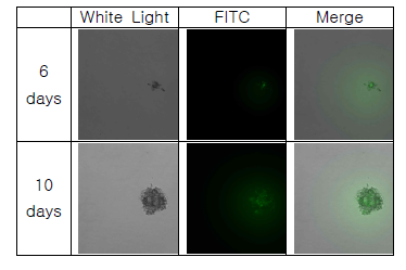 Colony 형광현미경 관찰 (2Vector)